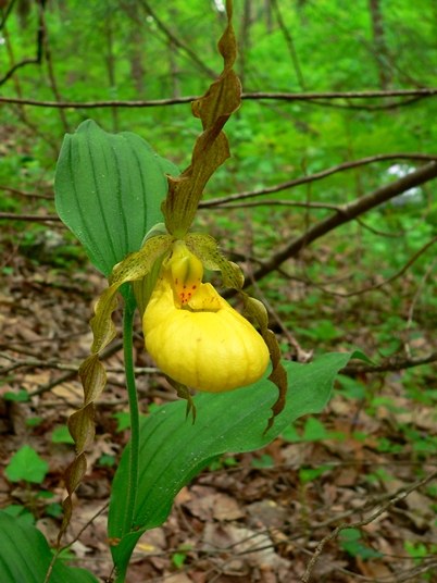{Cypripedium pubescens}